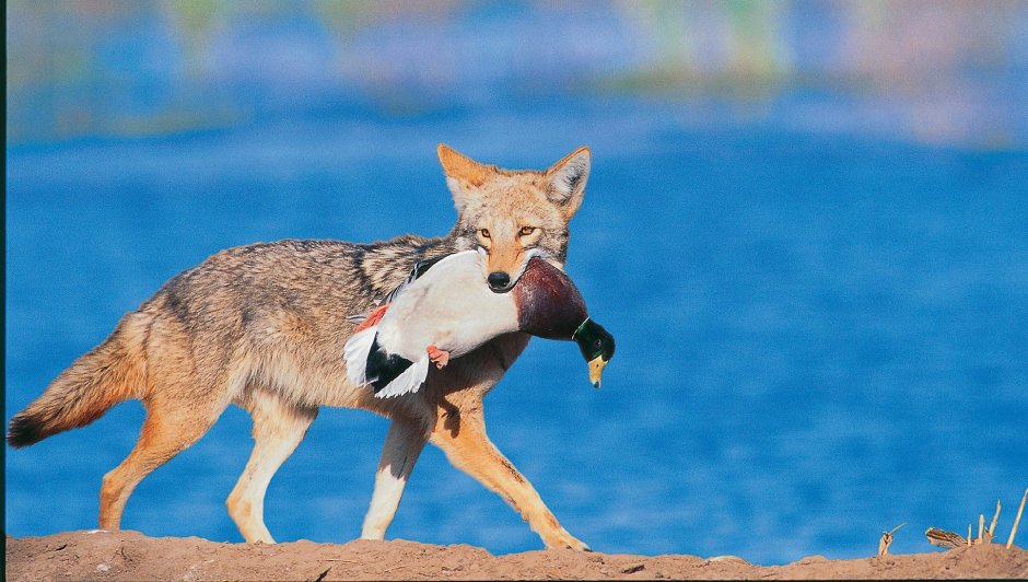 Машина волк