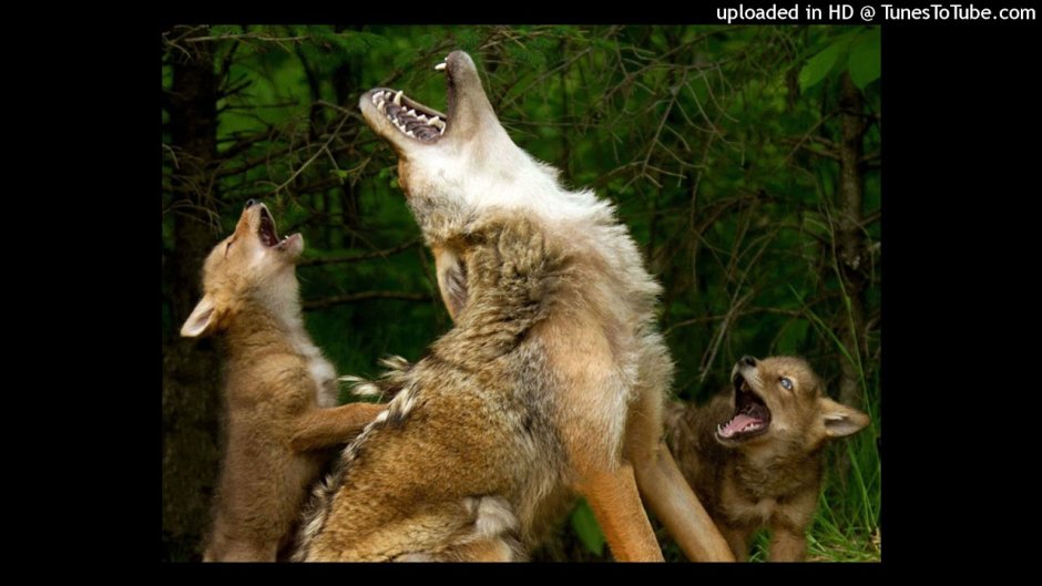 Канадский койот