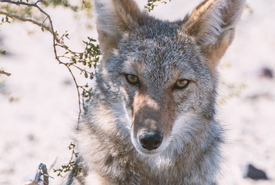 Австралийский Шакал