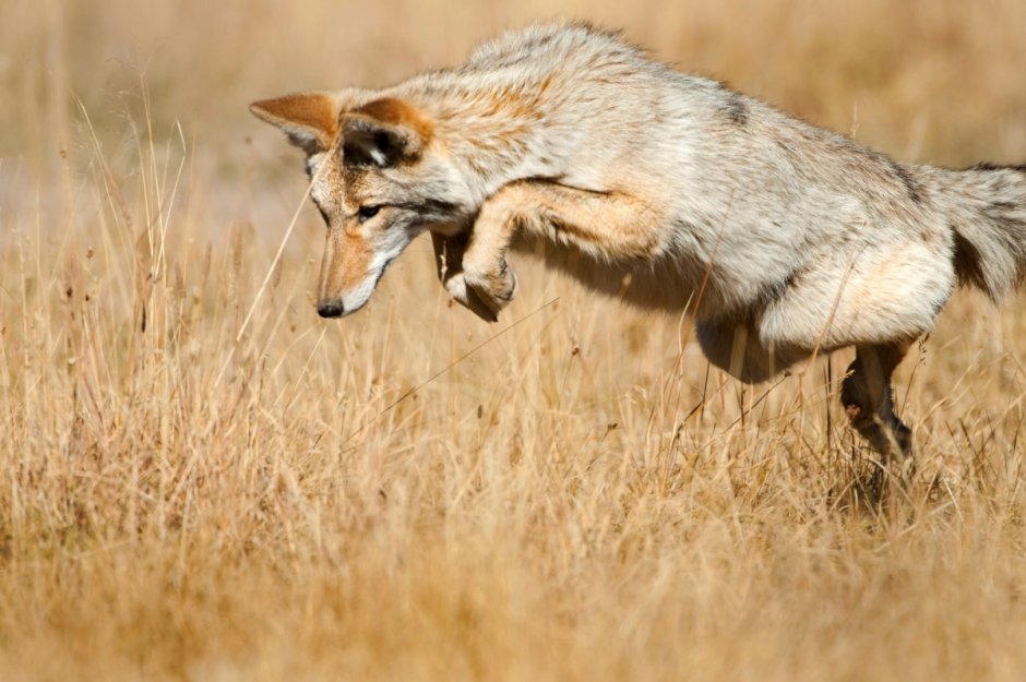 Койот в прерии