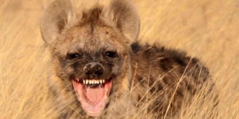 Красный волк в прыжке