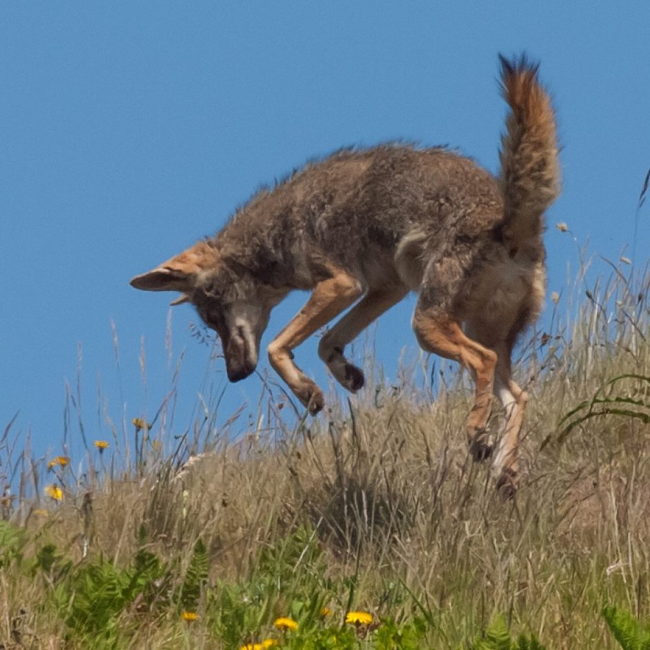 Canis Latrans mitochondrion койот