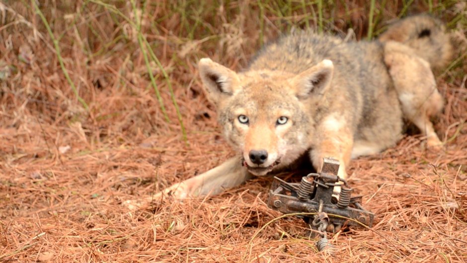 Койот армия