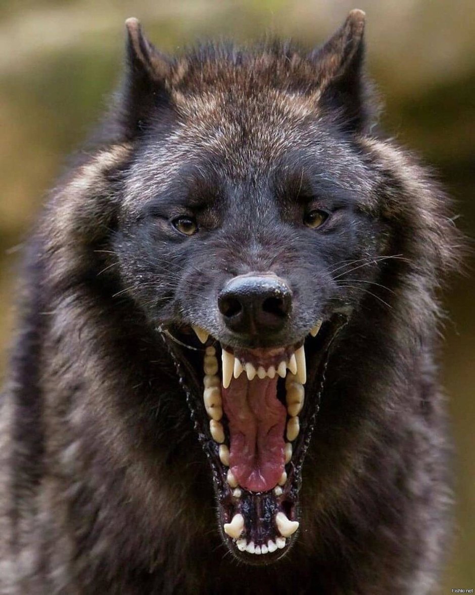 Койот ареал обитания