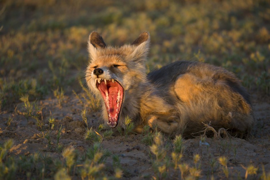 Канис Дирус