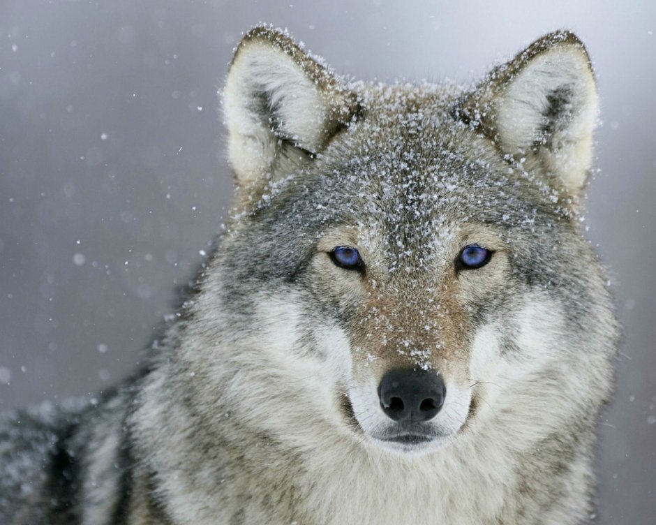 Волк улыбается