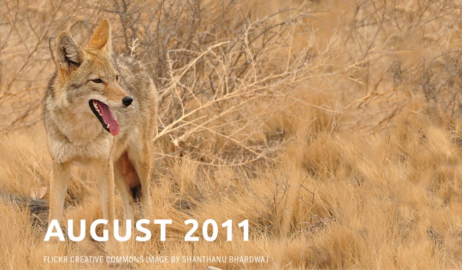 Шакал и волк