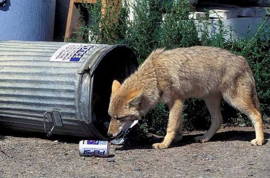 Лиса фенек на охоте