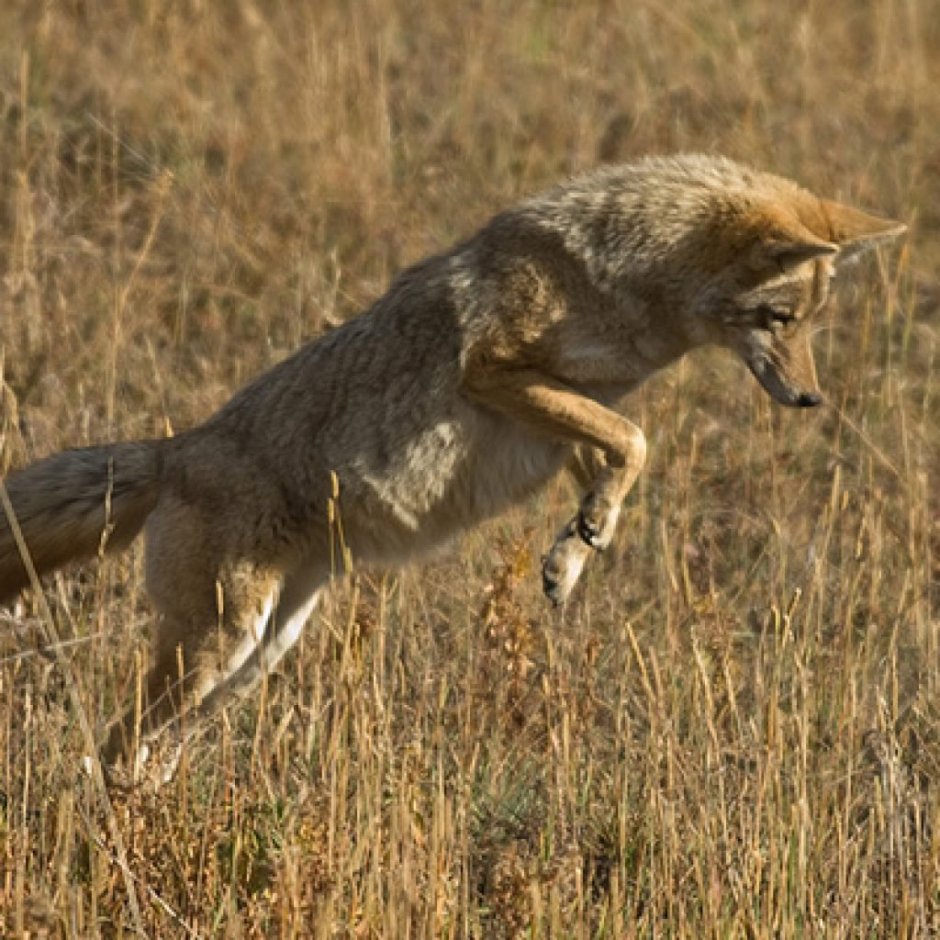 Волки спариваются