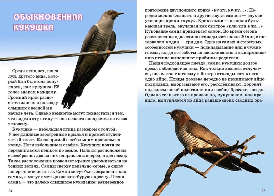 Зегзица Кукушка