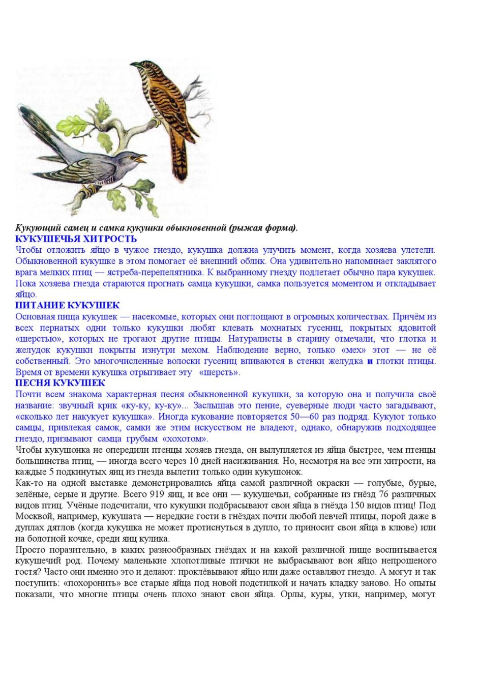 Кукушка Cuculus canorus