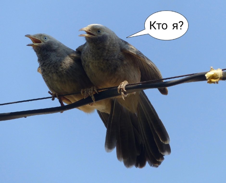 Кукушка Cuckoo