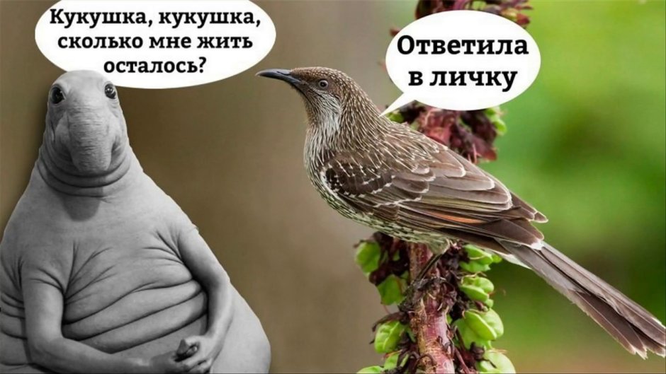 Как зовут мужа кукушки птицы