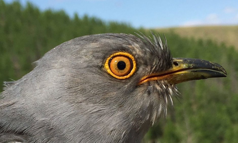 День кукушки (Cuckoo Day) — Шотландия