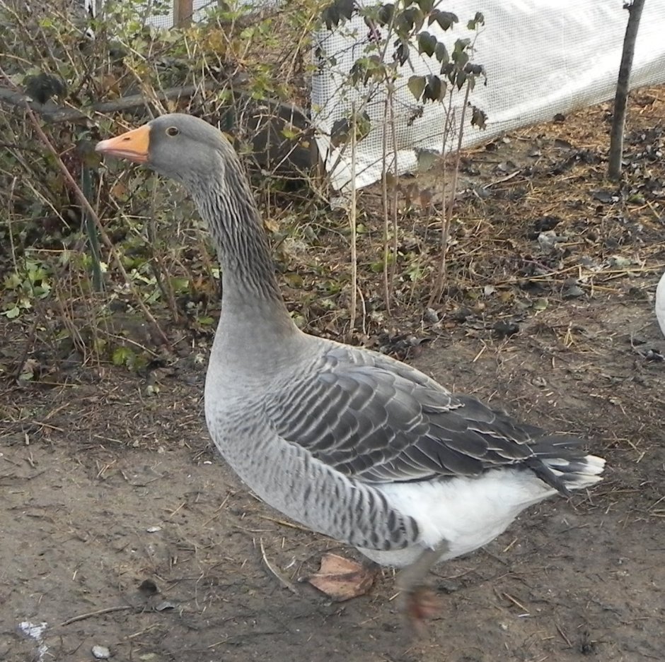 Untitled Goose game Гусь с ножом