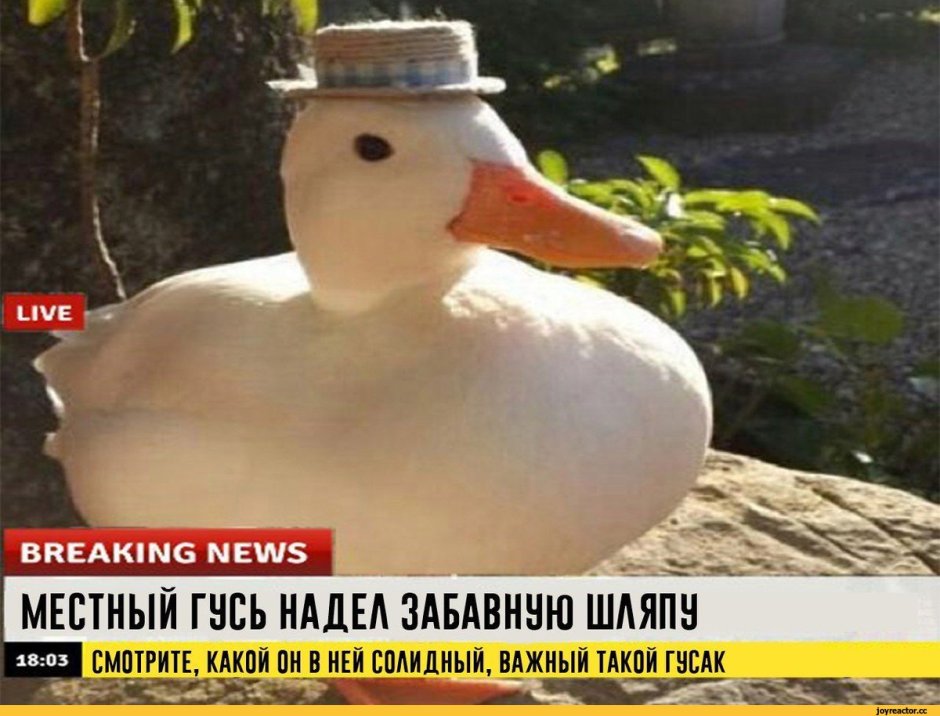 Гусь в шляпе