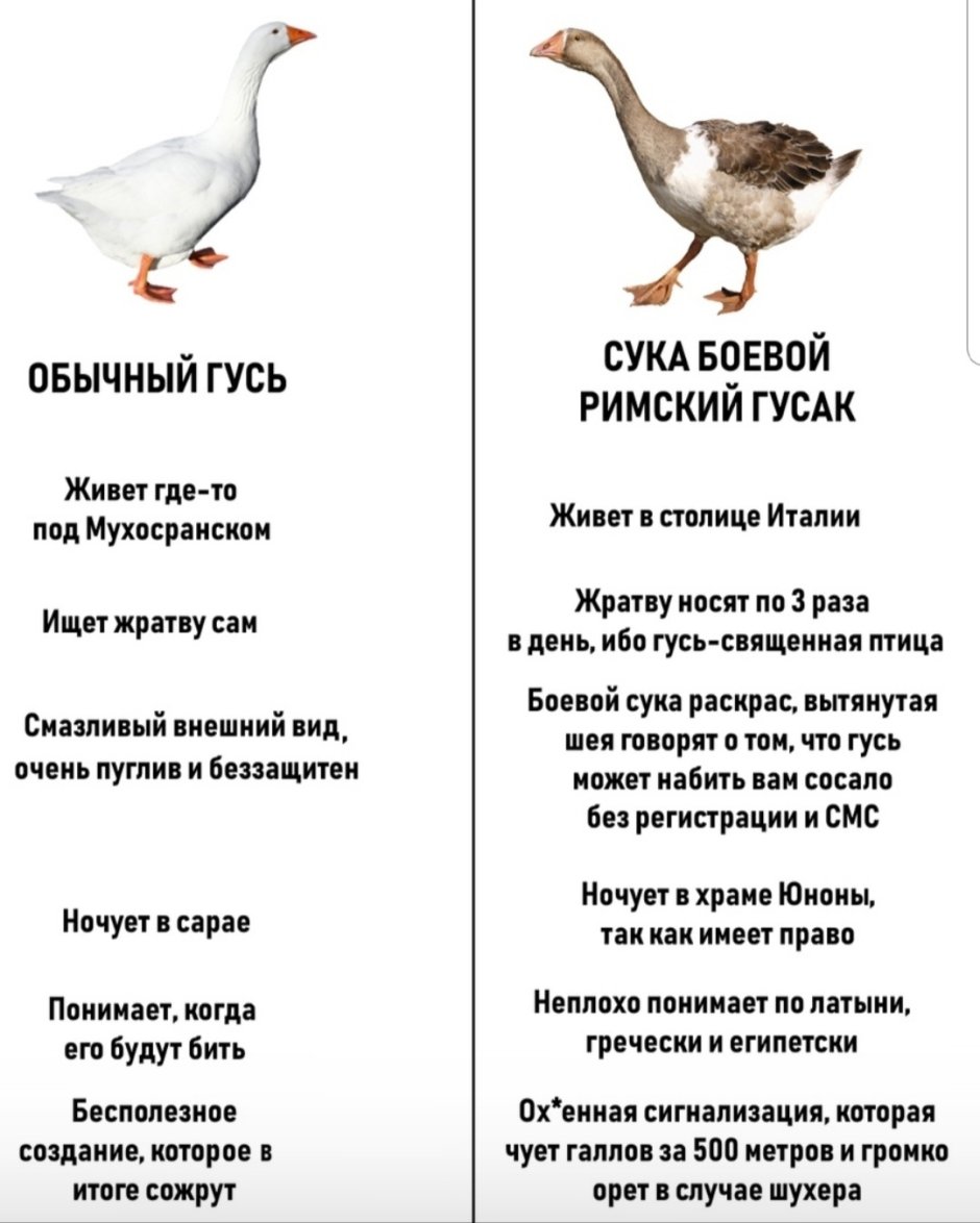 Три гуся