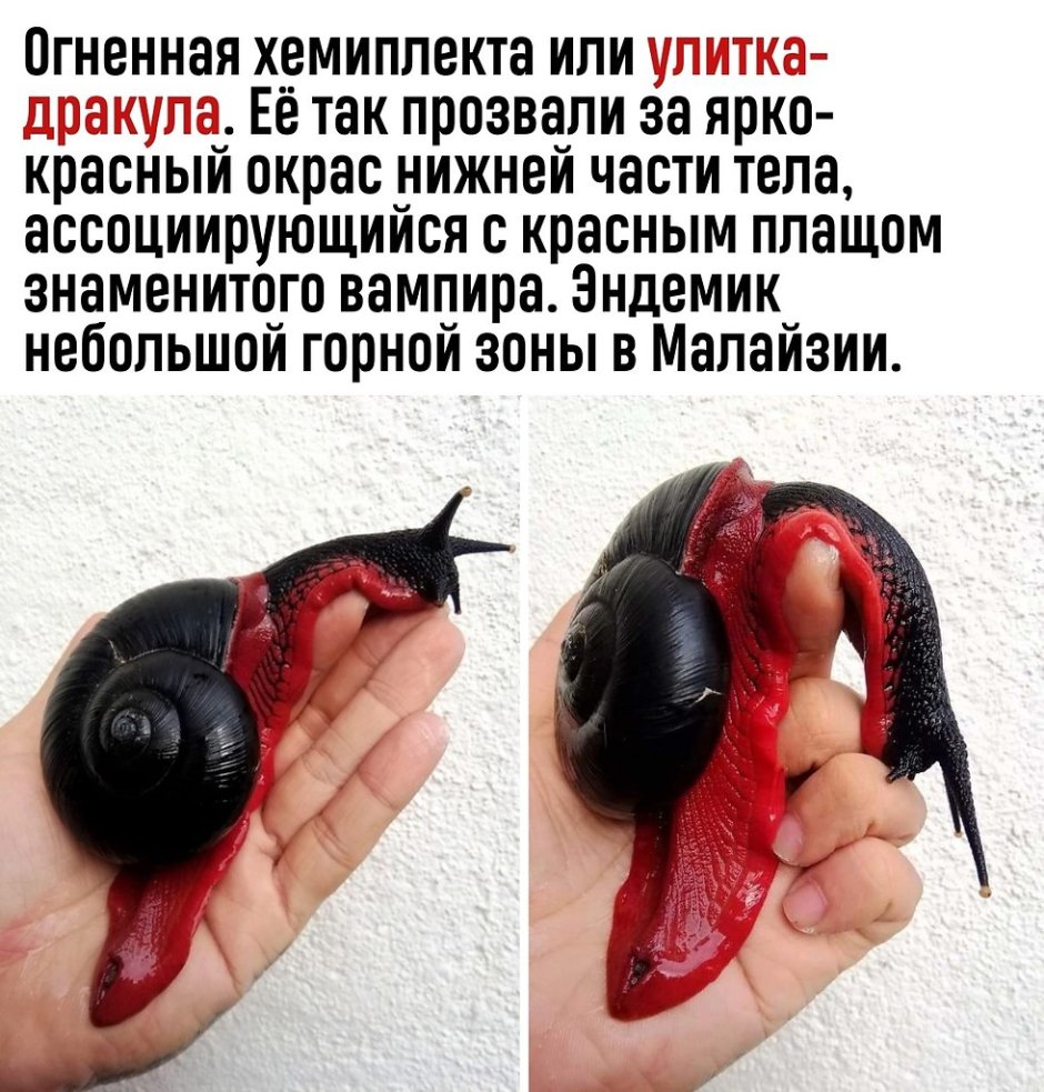 Малазийская Огненная хемиплекта