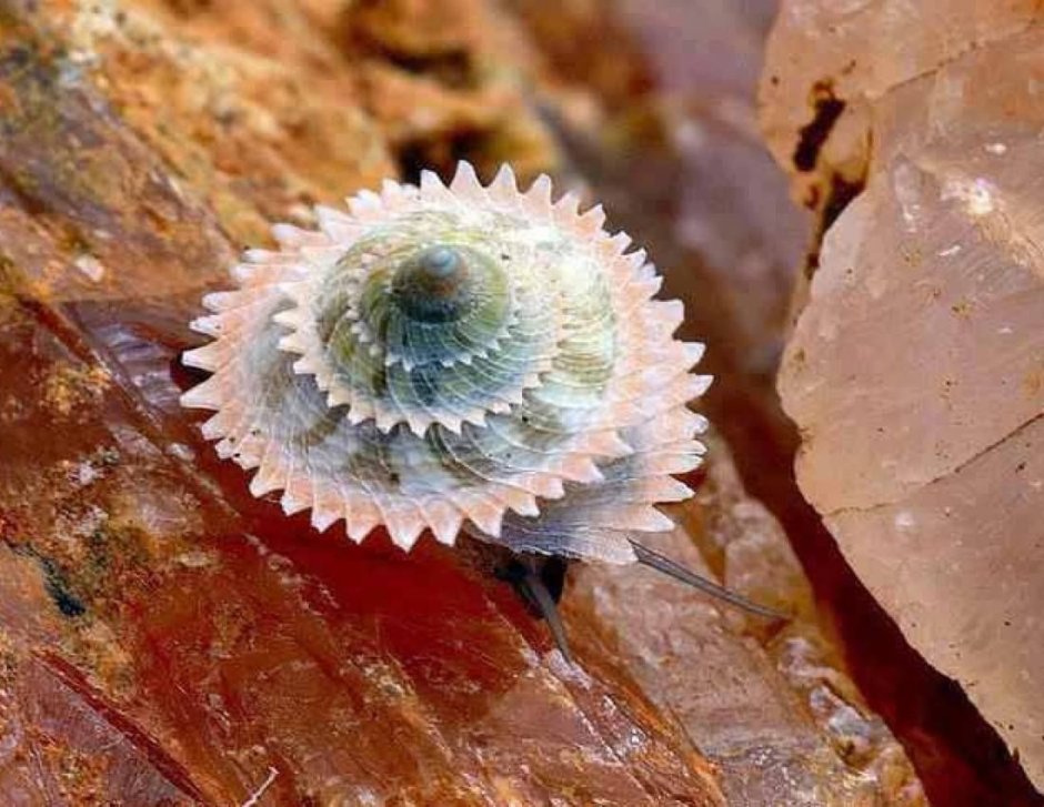 Rhinocochlis nasuta