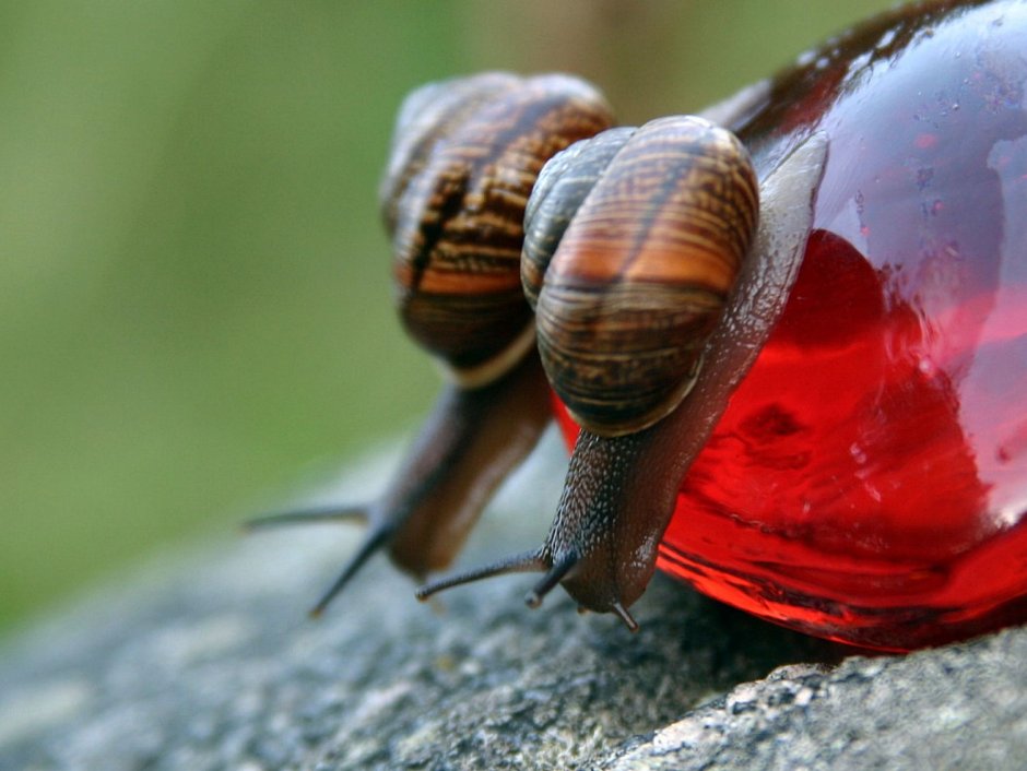 Морская улитка Hinea brasiliana