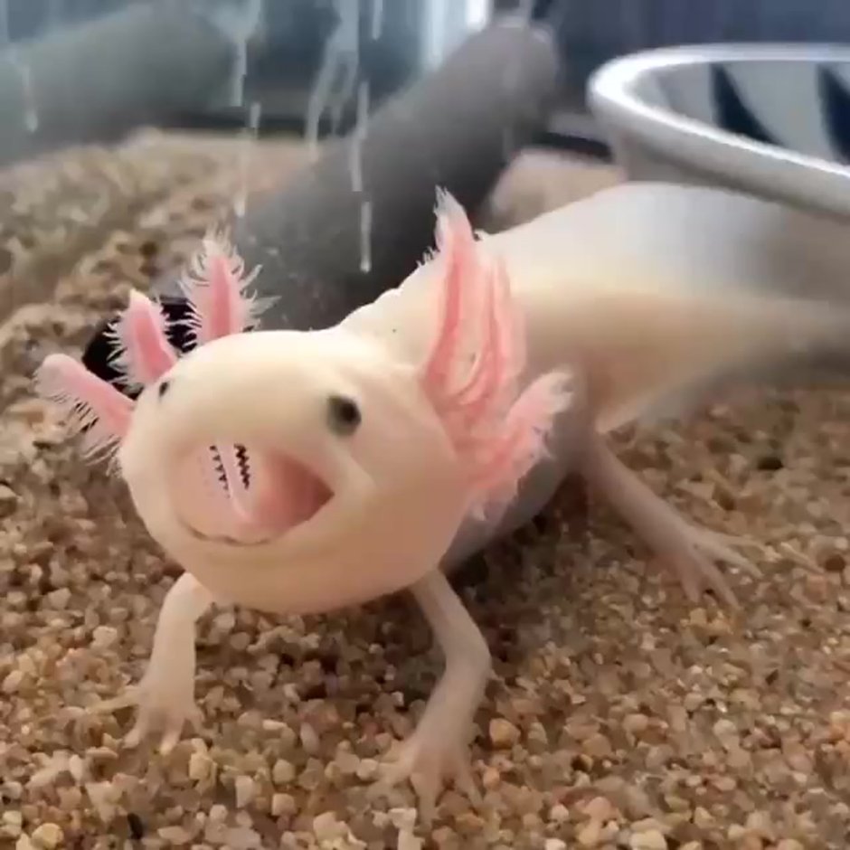 Аксолотль Геншин