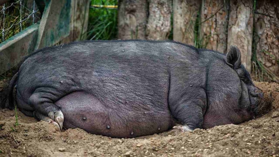 Вьетнамская вислобрюхая толстая