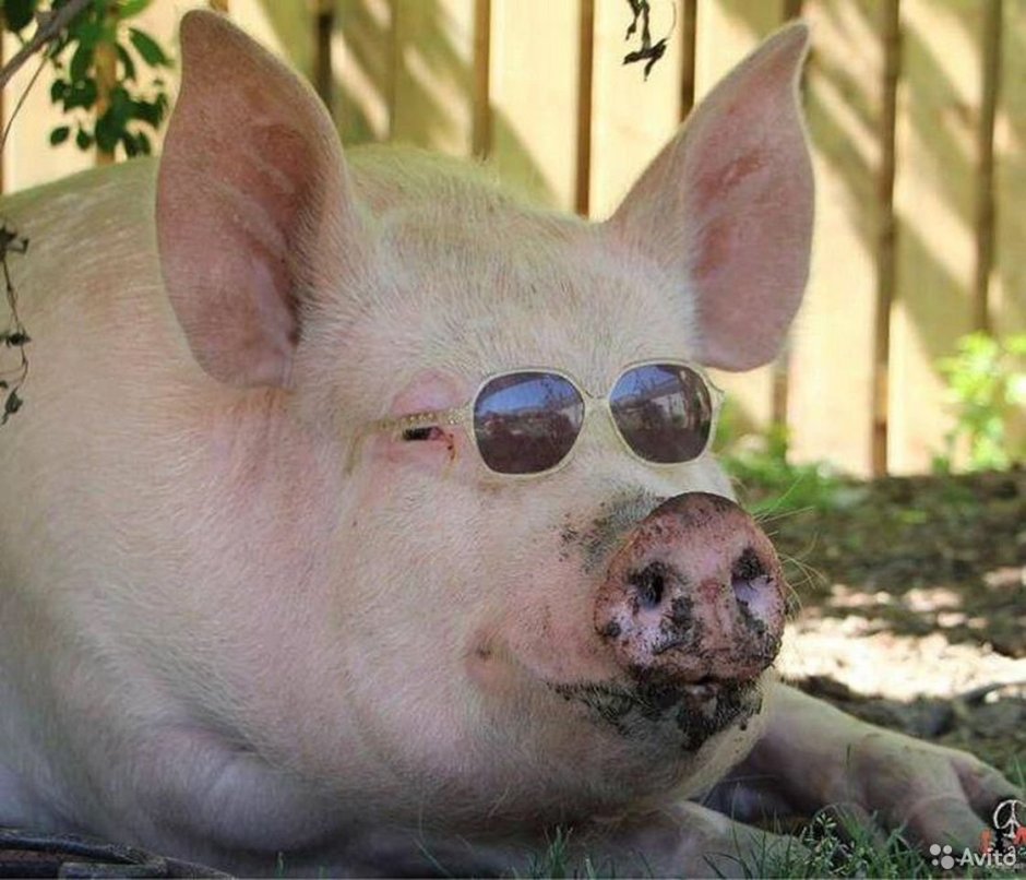 Толстая пятнистая свинья