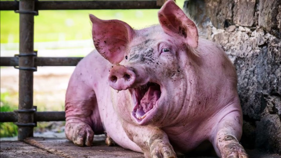 Кабан боров хряк Вепрь