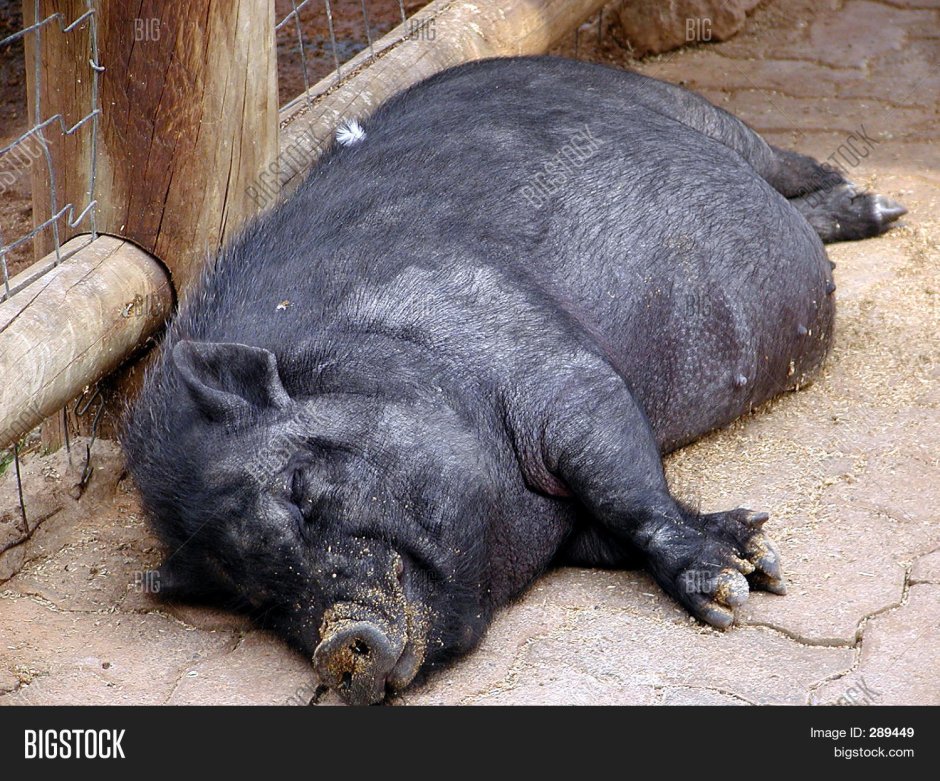 Свинья жирная мультяшная