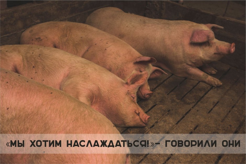 Крутой поросенок