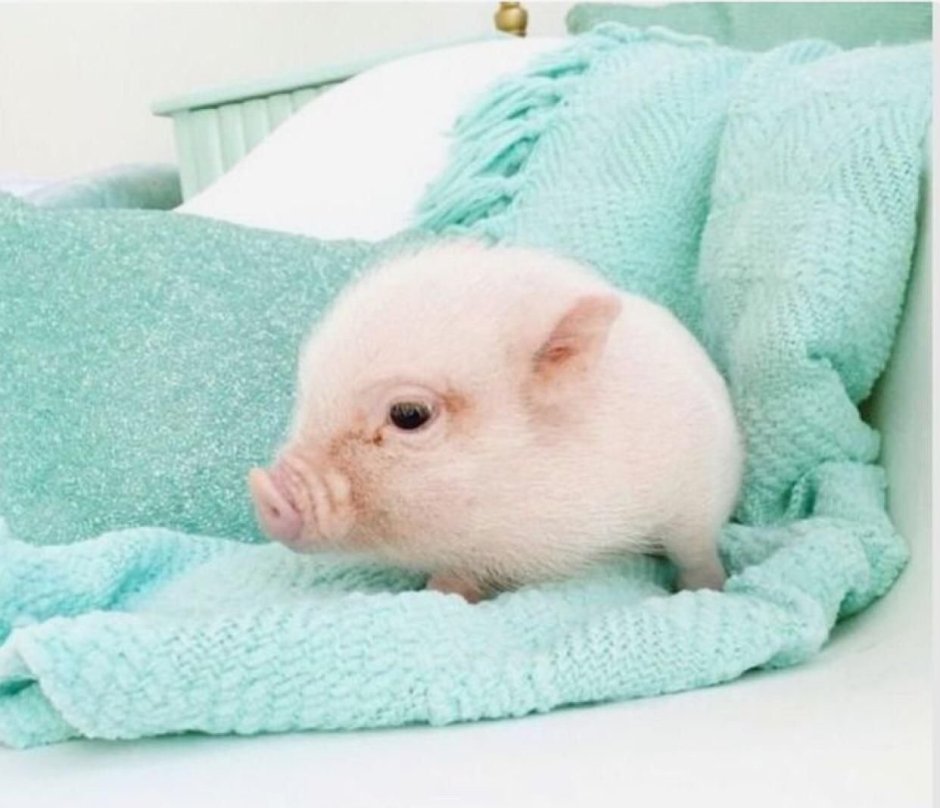 Волосатая свинья