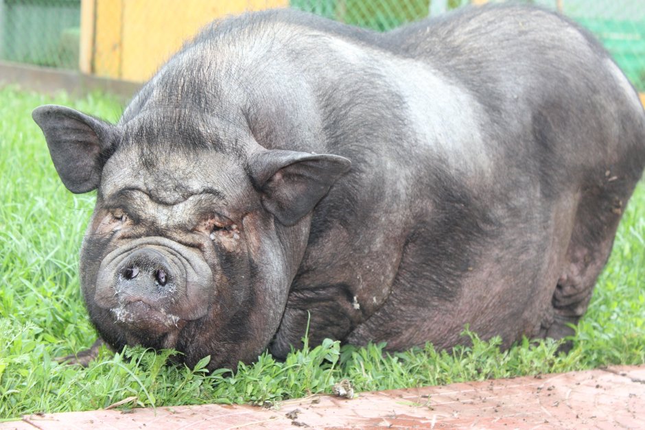 Животные в одежде