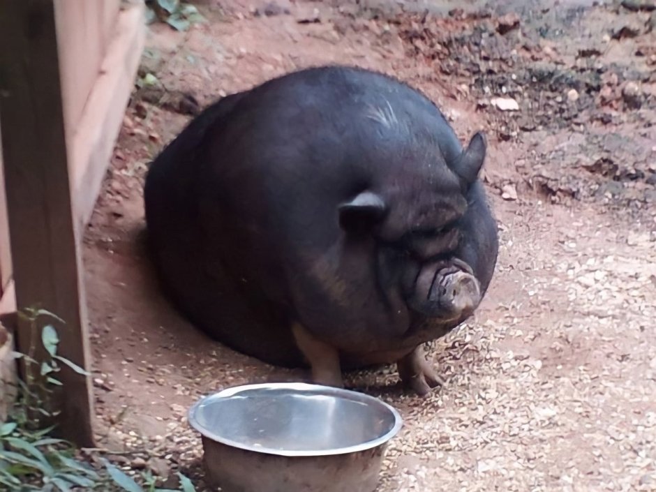 Жирная свинья мульт