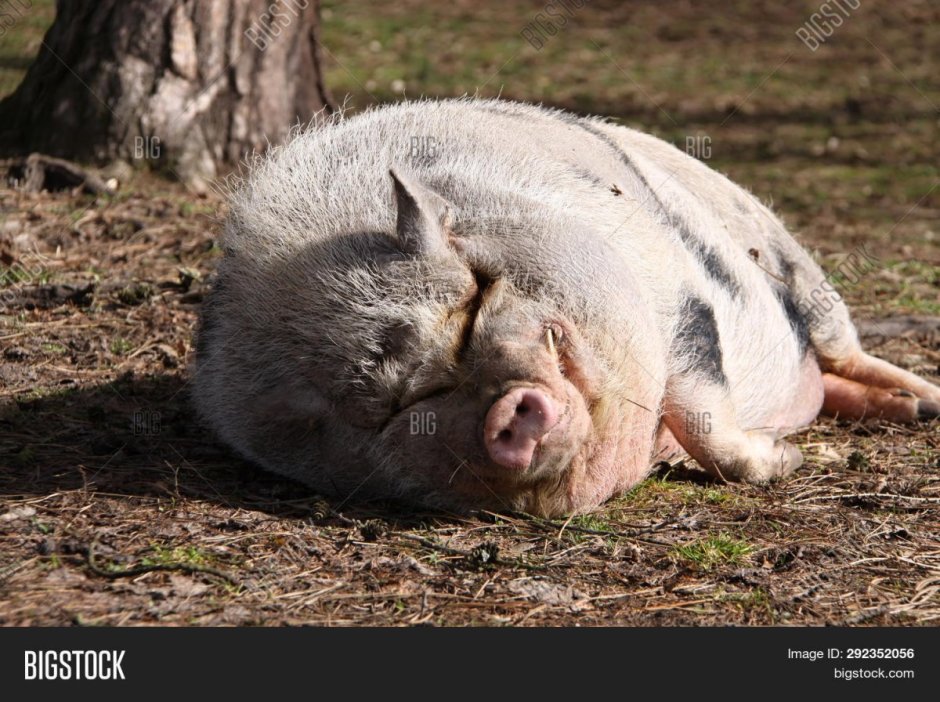 Кабан боров