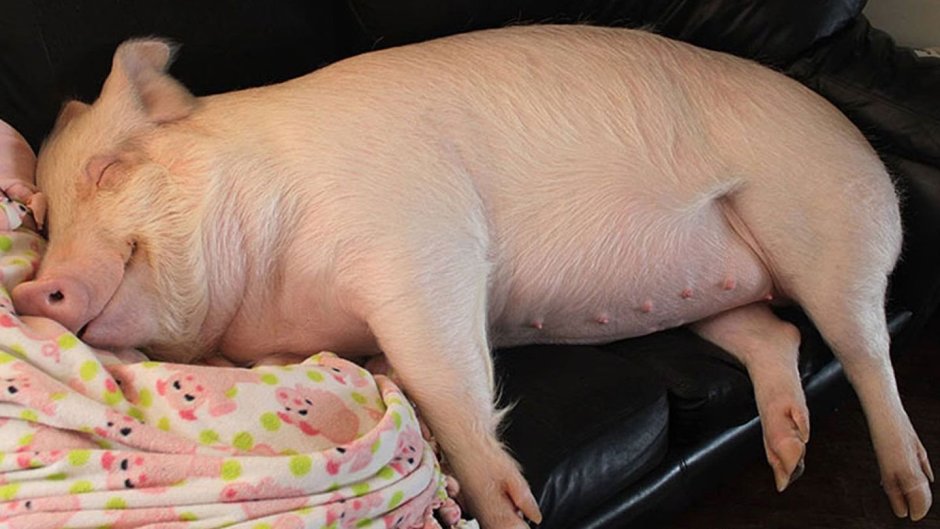 Четыре поросенка