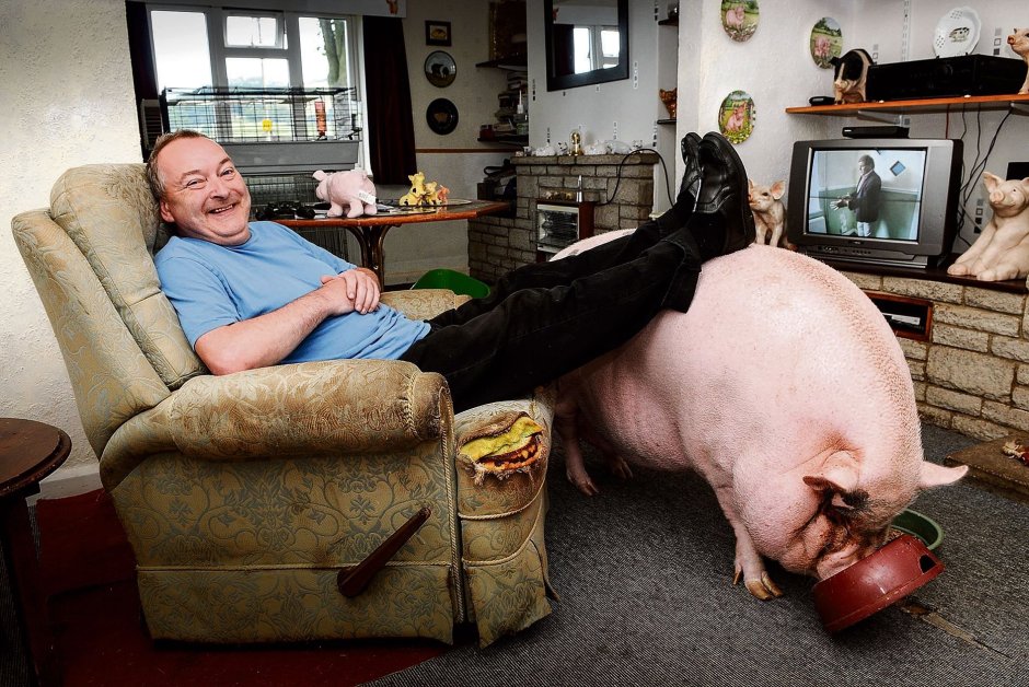 Кабан боров хряк Вепрь