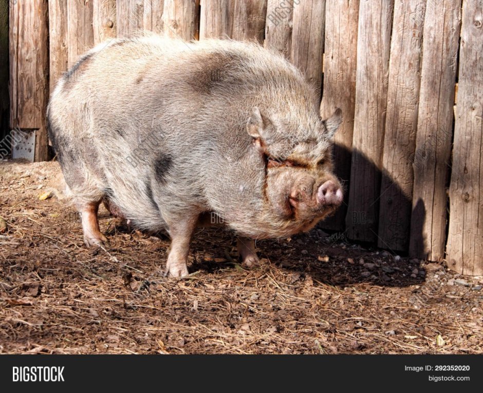 Нил ЛАБЬЮТ жирная свинья