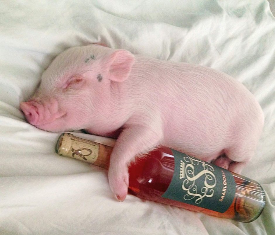 Кабаны в лесу толстые