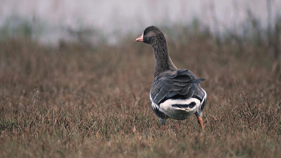 Черная казарка Branta bernicla