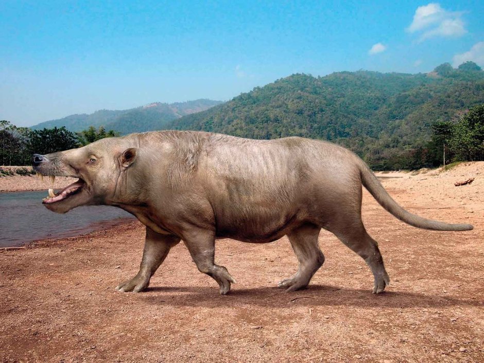 SARKASTODON mongoliensis