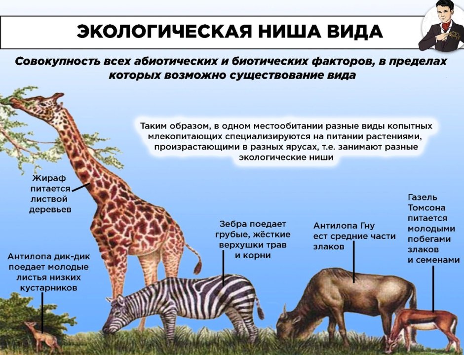 Экологические ниши примеры