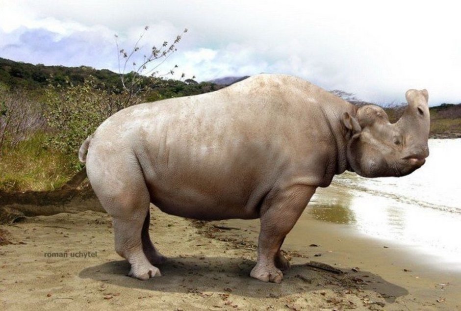 Embolotherium ergiliense