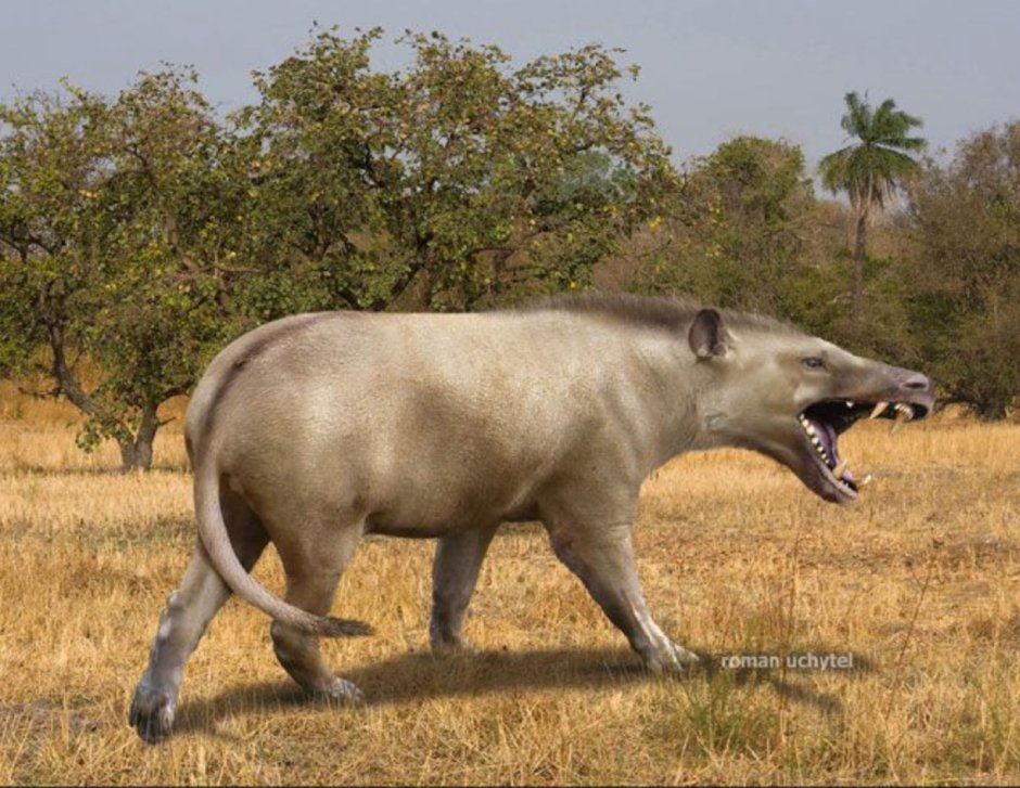 Andrewsarchus mongoliensis