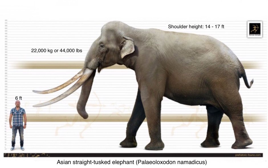 Хоботный стегодон намадикус (Stegodon namadicus