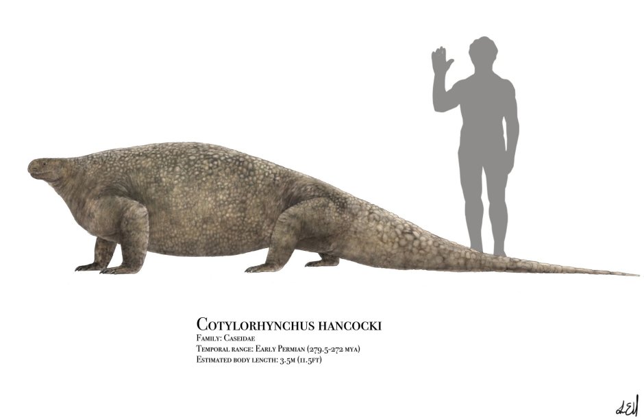 Cotylorhynchus hancocki