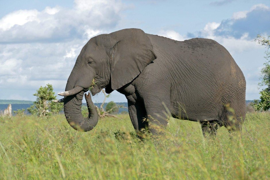 Африканские слоны (Loxodonta)