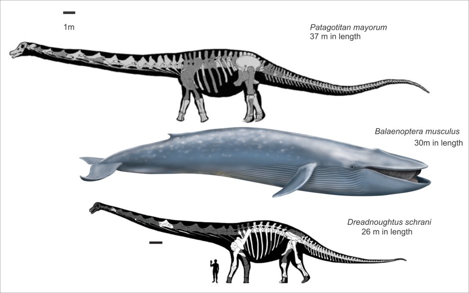 Кит зауропод Argentinosaurus