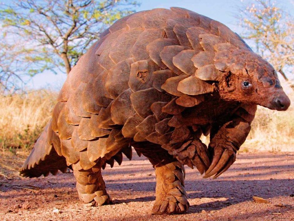 Featherless bipedal this is a man