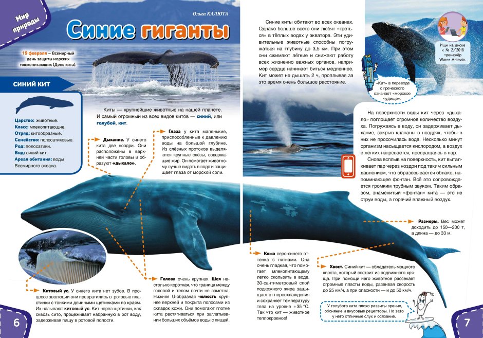 Самое большое наземное млекопитающее