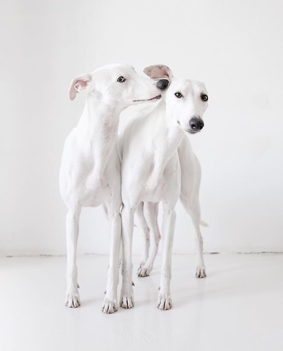 Уиппет собака белый